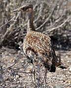 Red-crested Korhaan