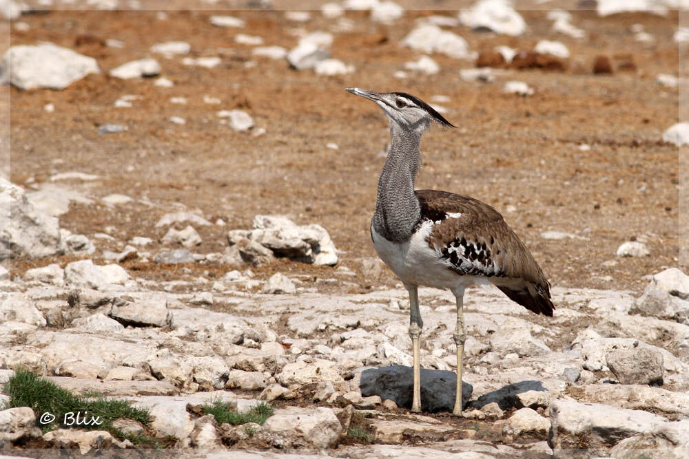 Kori Bustard