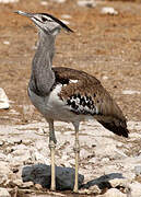 Kori Bustard