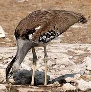 Kori Bustard