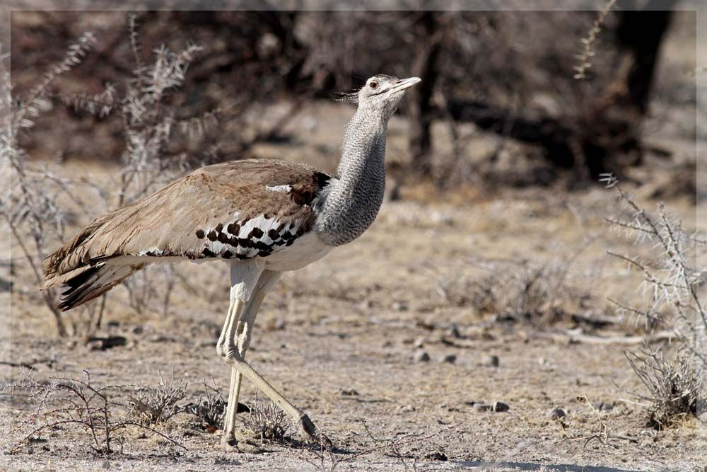 Kori Bustard