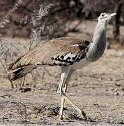 Kori Bustard