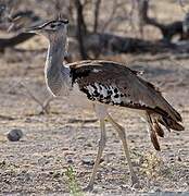 Kori Bustard