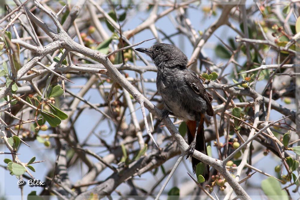 Chestnut-vented Warbler