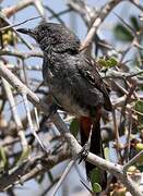 Chestnut-vented Warbler