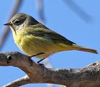 Nashville Warbler