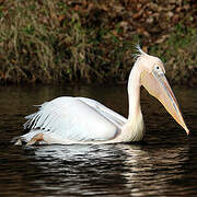 Great White Pelican