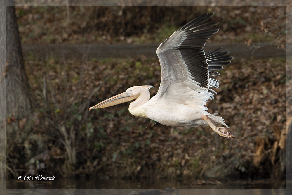 Great White Pelican