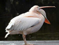 Great White Pelican