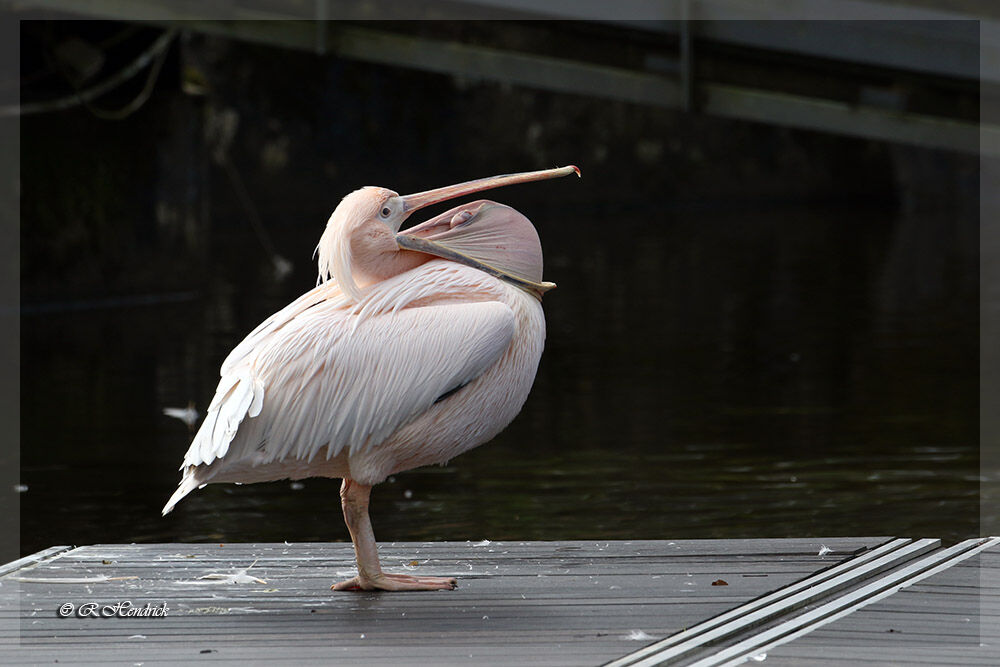 Great White Pelican