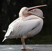 Great White Pelican