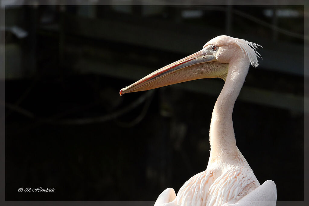 Great White Pelican