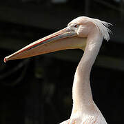 Great White Pelican