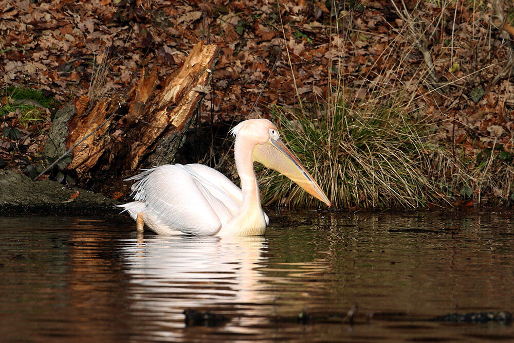 Great White Pelican