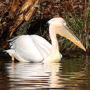 Great White Pelican