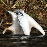 Great White Pelican