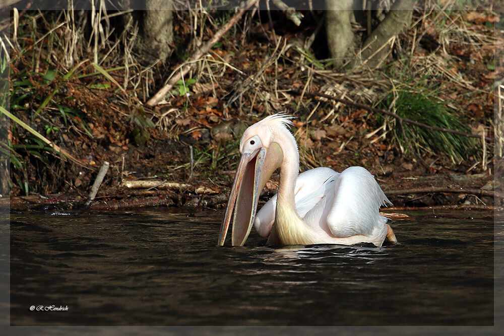 Great White Pelican