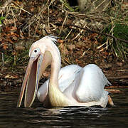 Great White Pelican