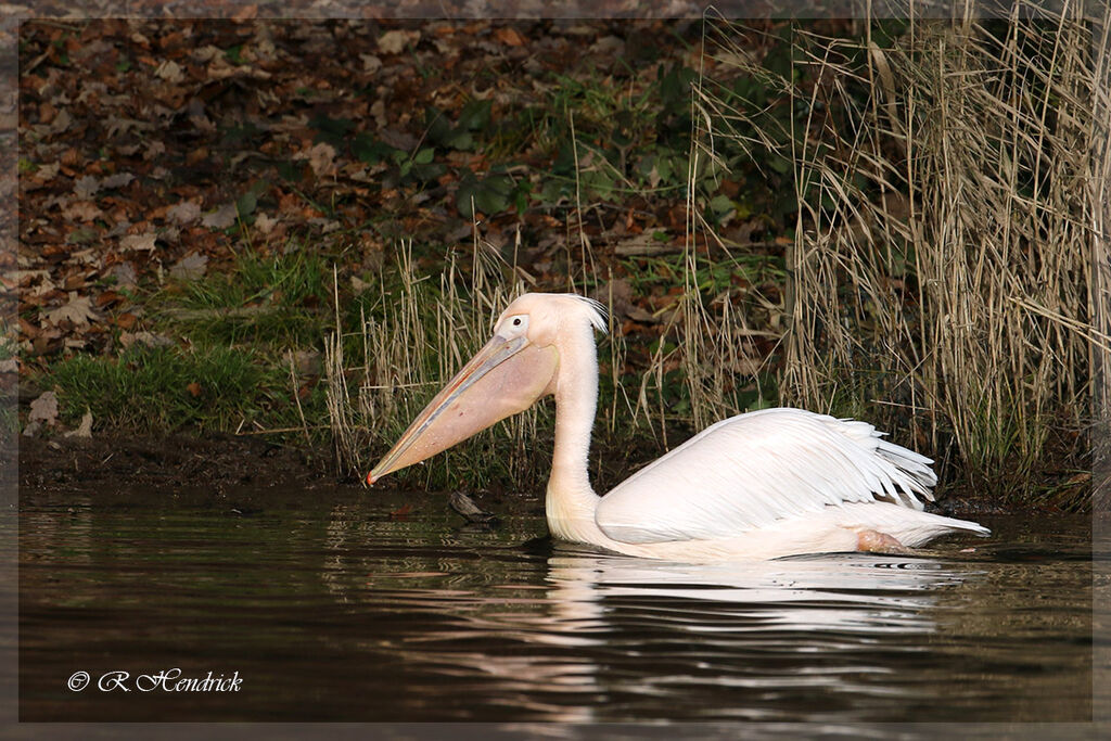 Great White Pelican