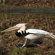 Great White Pelican