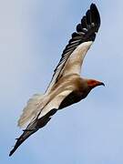 Egyptian Vulture