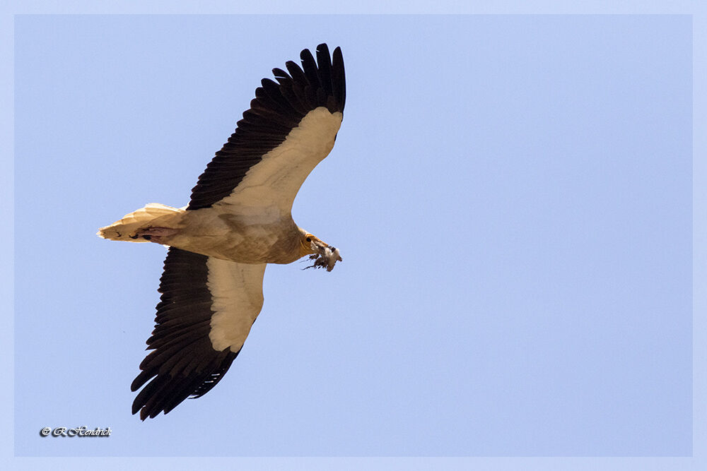 Egyptian Vulture