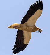 Egyptian Vulture