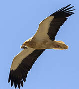 Egyptian Vulture