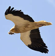 Egyptian Vulture