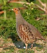 Grey Partridge