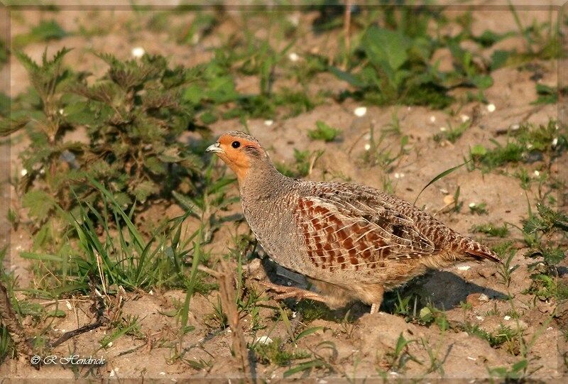 Grey Partridge