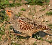 Grey Partridge