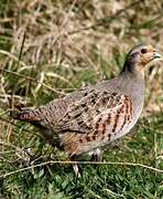 Grey Partridge