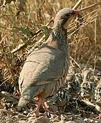 Red-legged Partridge