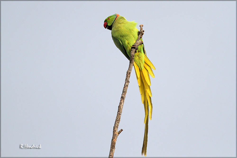 Rose-ringed Parakeet