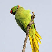 Rose-ringed Parakeet