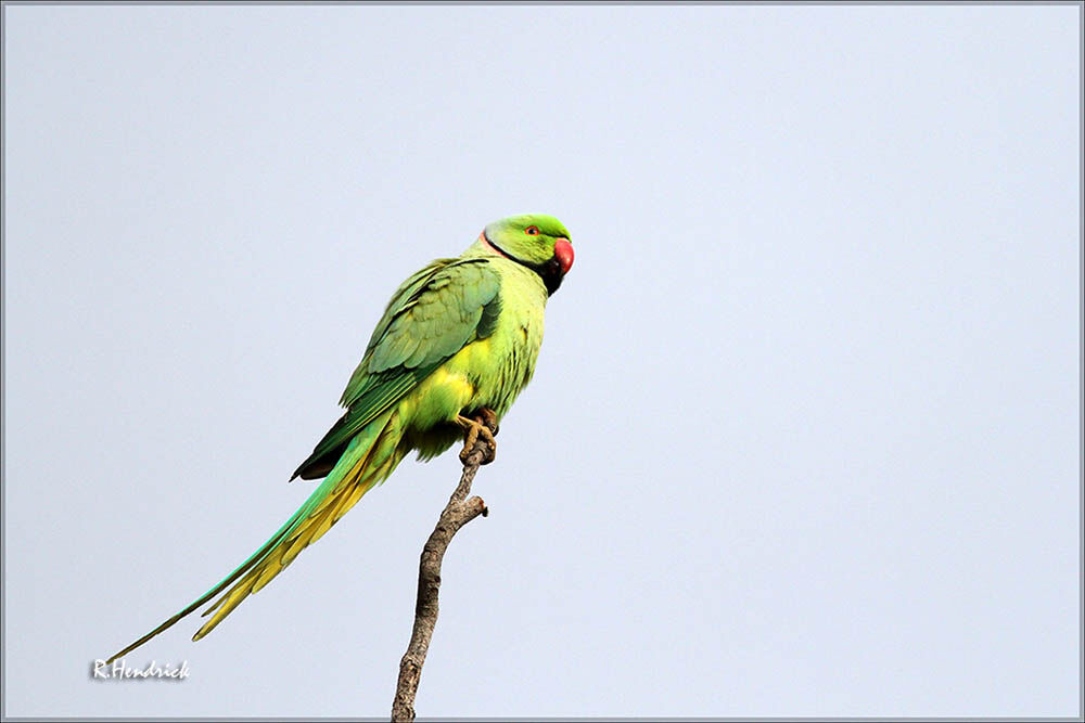 Rose-ringed Parakeet