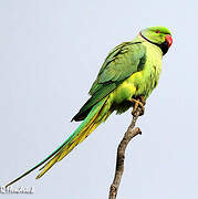 Rose-ringed Parakeet