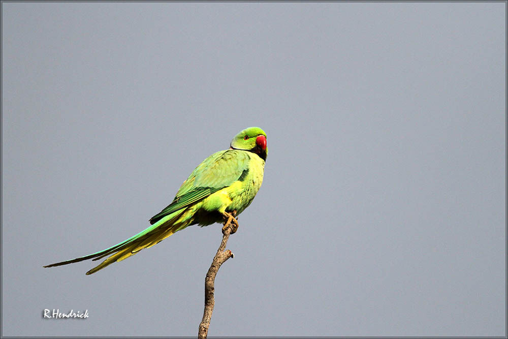 Rose-ringed Parakeet