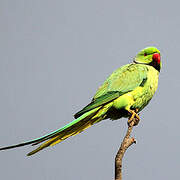 Rose-ringed Parakeet