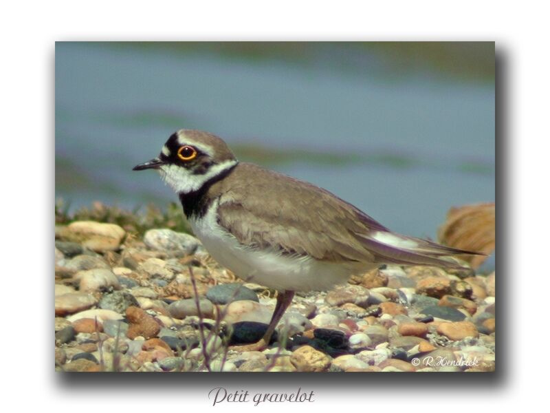 Little Ringed Plover