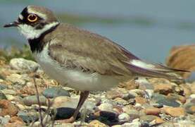 Little Ringed Plover