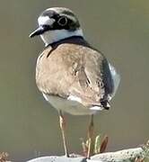 Little Ringed Plover