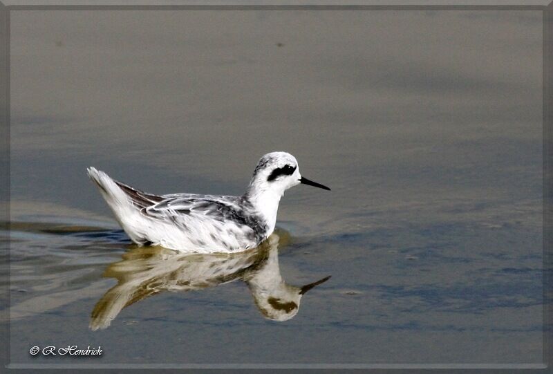 Phalarope à bec étroit