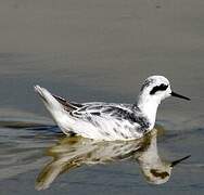 Phalarope à bec étroit