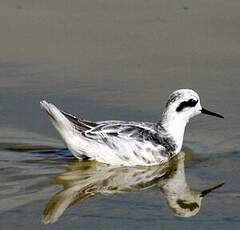 Phalarope à bec étroit