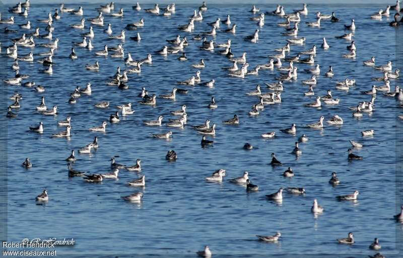 Red-necked Phalarope, Behaviour