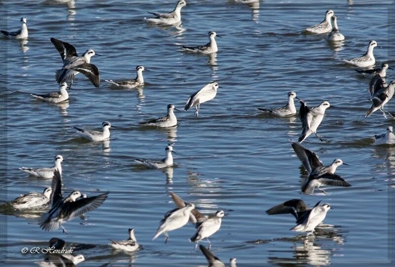 Phalarope à bec étroit