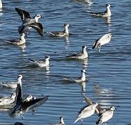 Phalarope à bec étroit