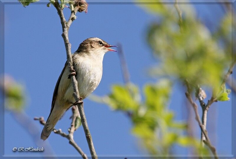 Sedge Warbler